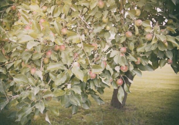 Photo credit: Barn Images; Tags: apples, apples on tree