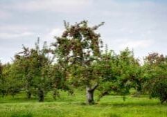 Cidermakers and Stewards of Land