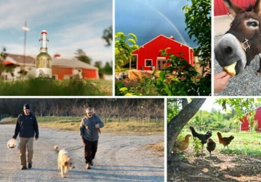 The Virginia Cider Scene is Alive and Well — and Eco-Friendly Too