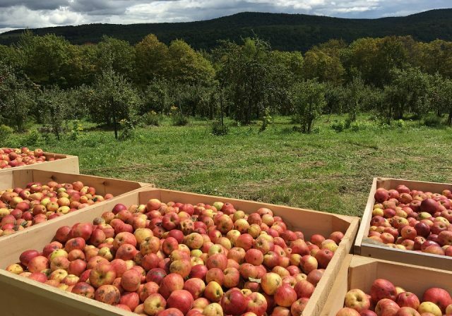 Eve's Cidery