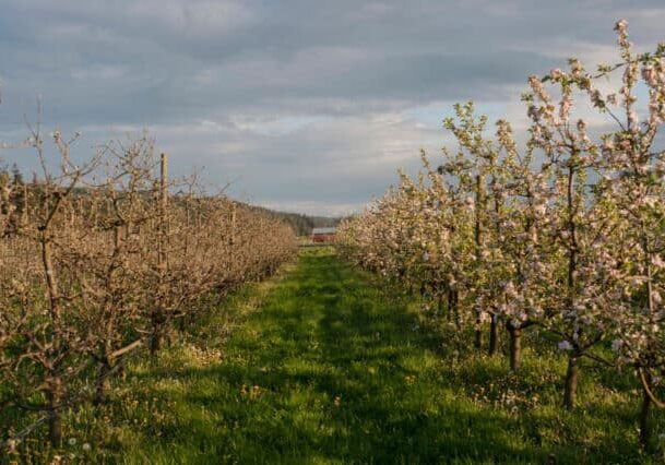 Northwest Cider Club