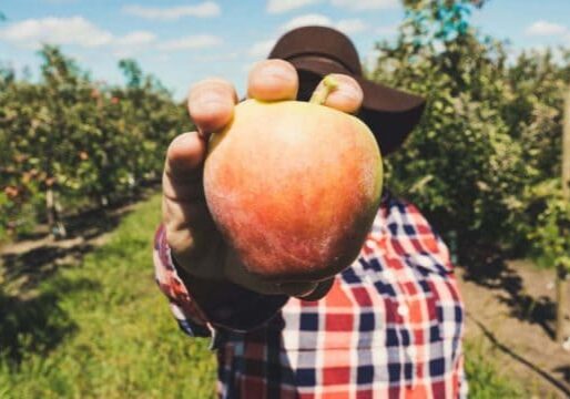 Gluten-Free-Hard-Cider-A-Beginners-Guide