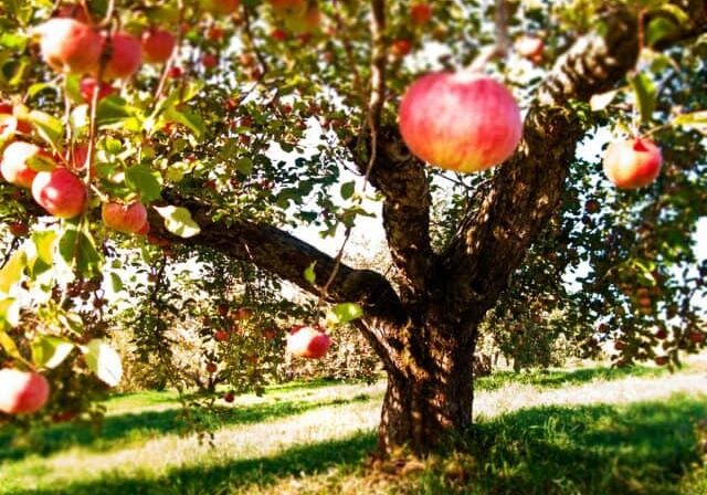 Cider Week Hudson Valley