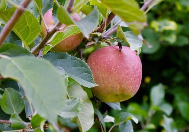  Credit: Mary Bigham
Tags: apples, trees, orchard, cider