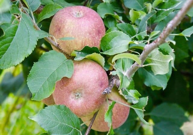 Credit: Mary Bigham
Tag: red apple, apple tree, apple orchard