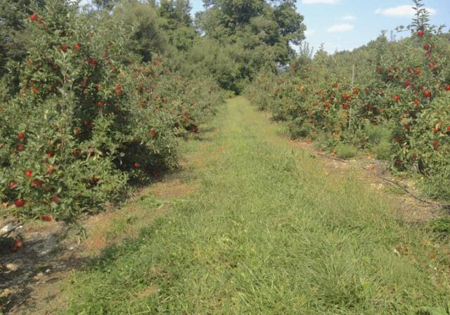 Credit: Amy Strauss
Tags: apples, trees, apple trees, orchard, cider, hard cider