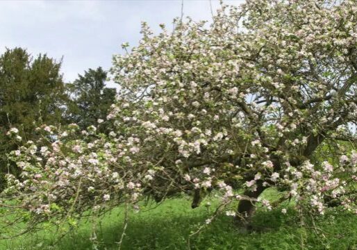 apple tree