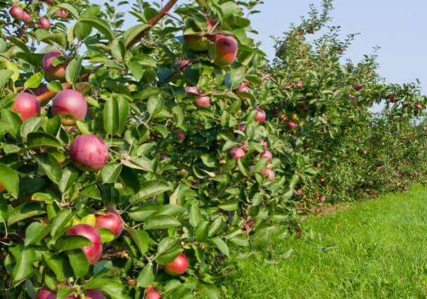 cideries in NY State