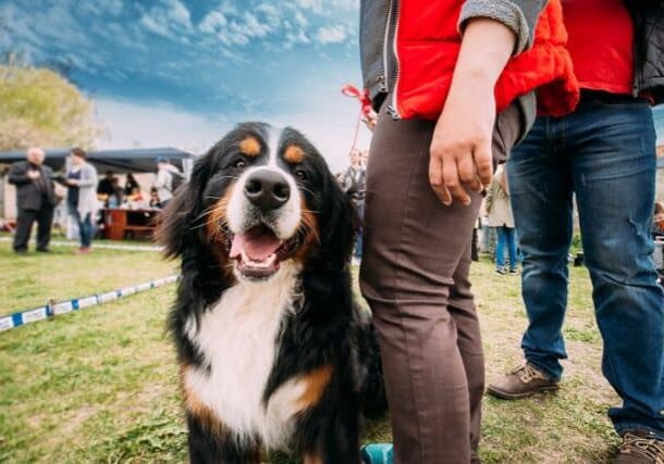 Dog-Friendly Cideries