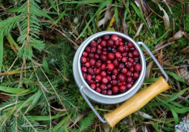 cranberry and cider sauce