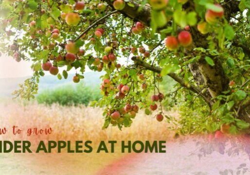 cider apples at home