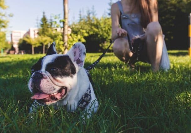 dog-friendly cideries