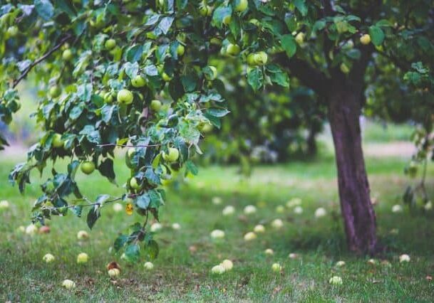 Northwest Cider Association