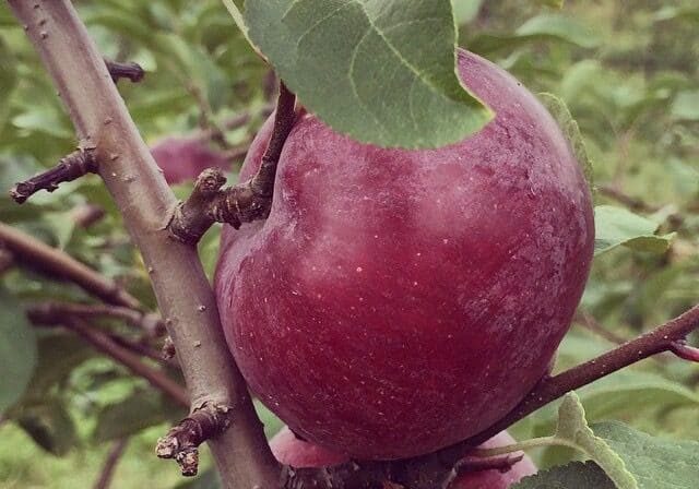 Credit: Mary Bigham
Tags: apples, apple tree, apple orchard